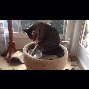 Cat drink water by hand