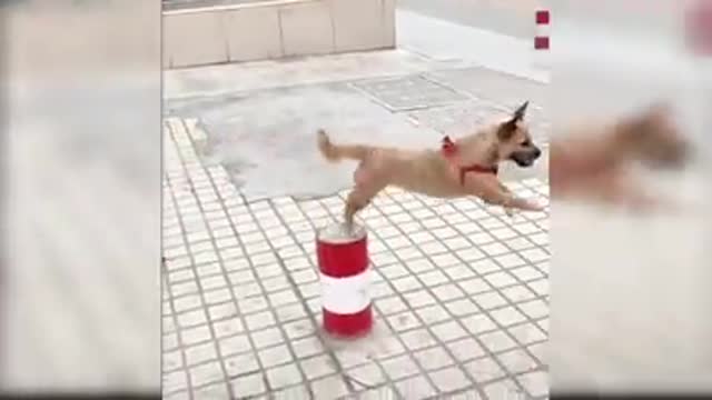 Watching funny baby dogs is the hardest try not to laugh challenge. Baby dogs are amazing creature