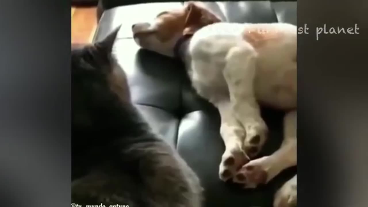 Funny cat n dog