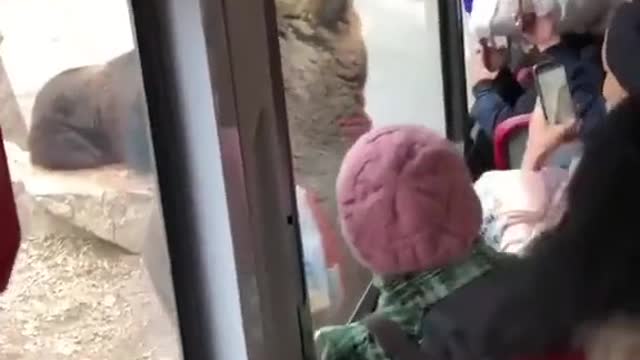 Bear and acting with people 🤣