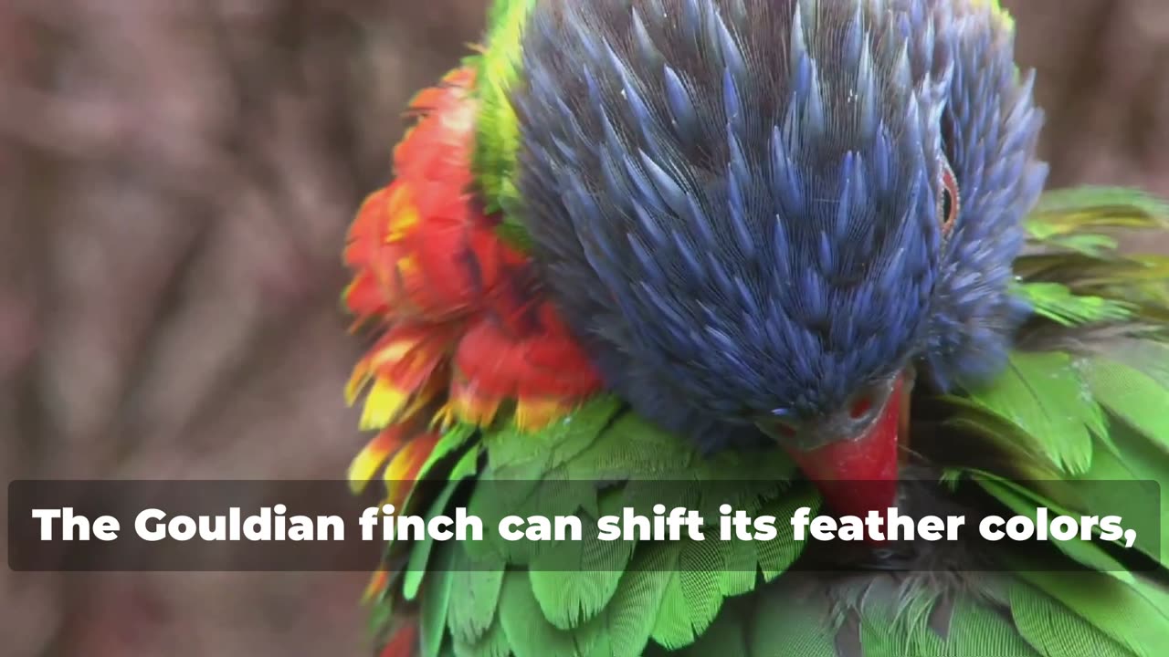 Golden Goulding Finches EXPOSED! The Truth About Their Color-Changing Feathers!