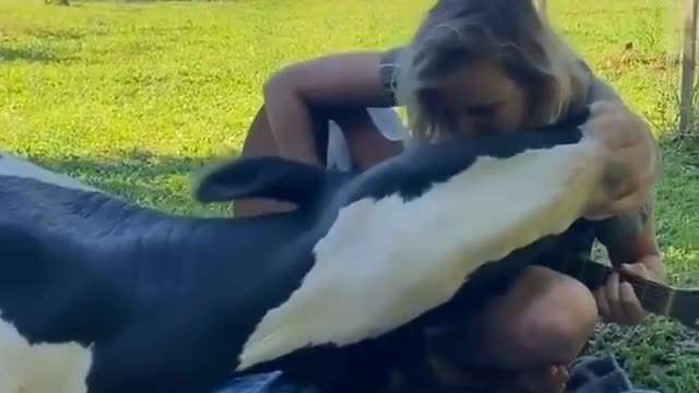 pet cow sleeps on its owner's lap