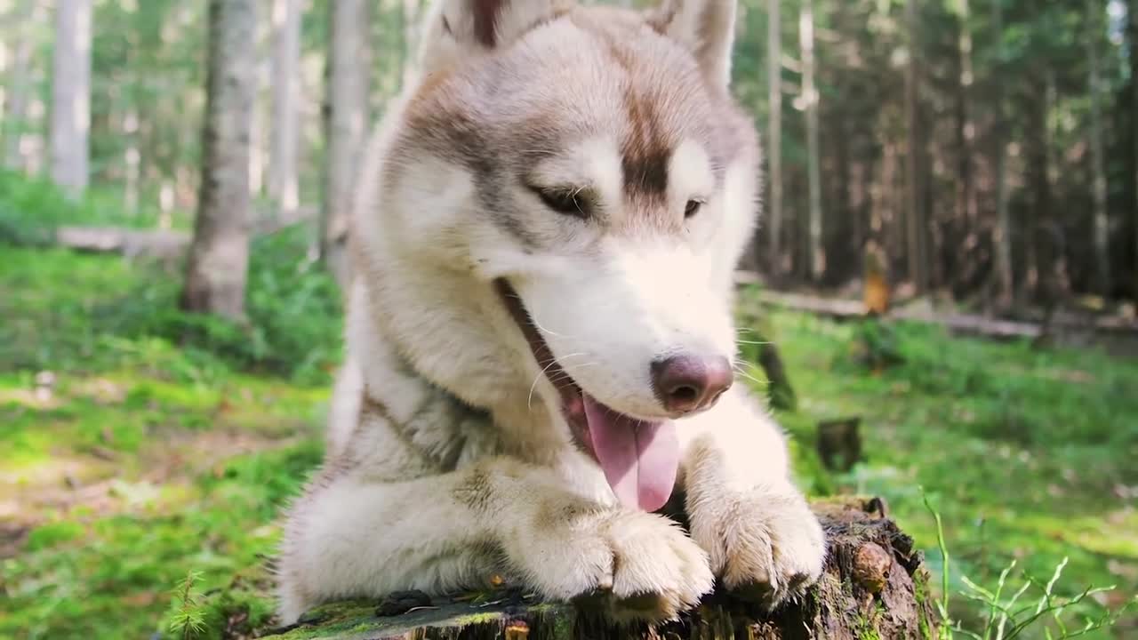 Dog funny video