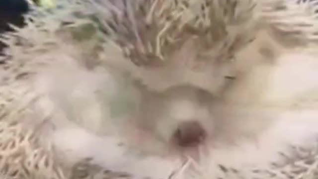 A cute hedgehog