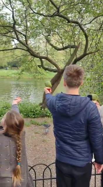 Feeding Parrots in London: Fun and Colorful! 🦜🌍