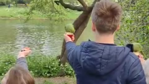 Feeding Parrots in London: Fun and Colorful! 🦜🌍