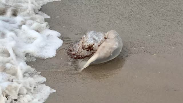 Coney Island Beach in Brooklyn GIGANTIC Jellyfish. Do you know which Jellyfish this is?