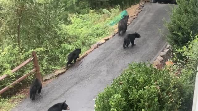 Bear Family Strolls Through North Carolina Neighborhood