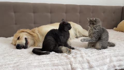 What does a Kitten do when It Finds a Golden Retriever with Another Kitten