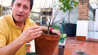 Do This to a New Fruit Tree Sapling! - Making the Scaffold Prune