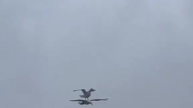 Seagull gets a free ride