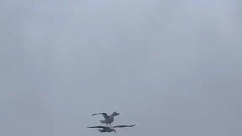 Seagull gets a free ride