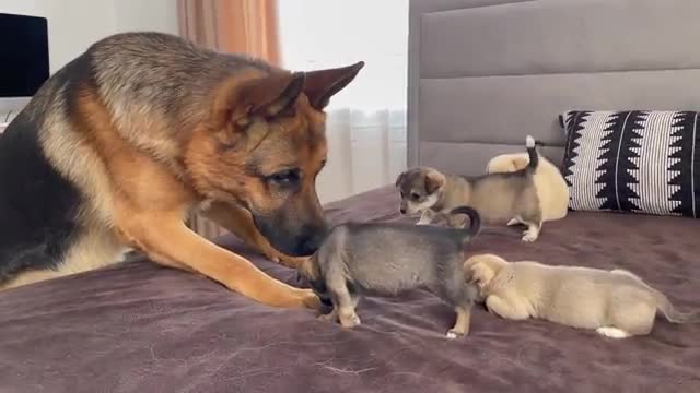 German Shepherd Meets Puppies for the First Time