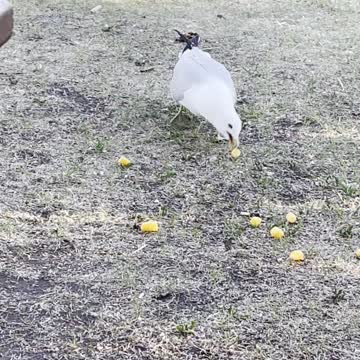 A seagull swallow a cracker and the crow waiting