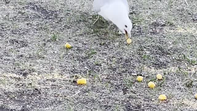 A seagull swallow a cracker and the crow waiting