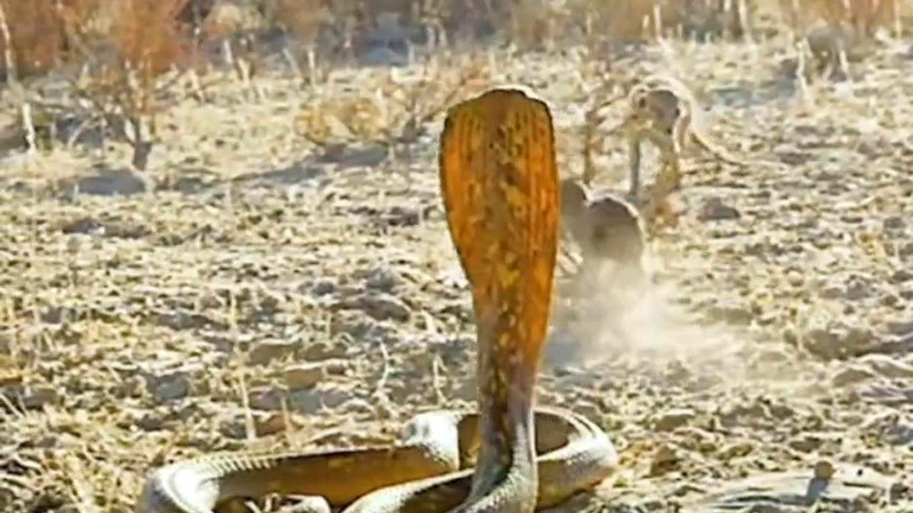 Yellow cobra vs mongooses big fight