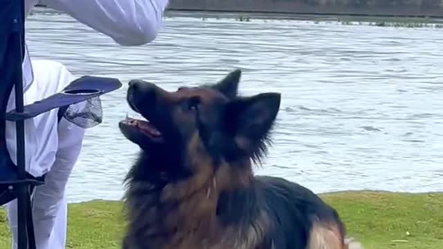 Dog training video for German shepherd training video