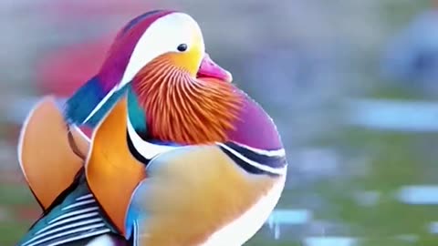 Beautiful Bird