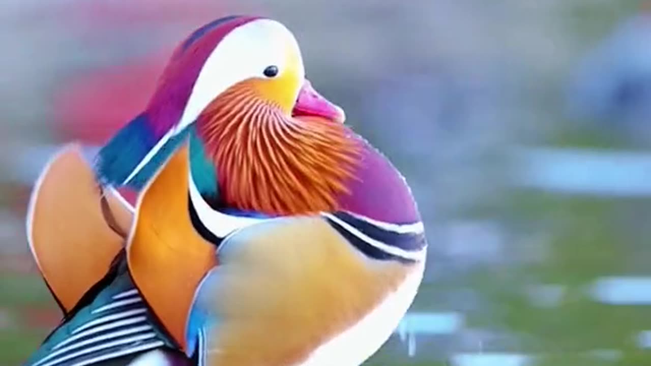 Beautiful Bird