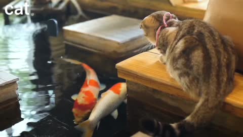 A beautiful cat playing with fish