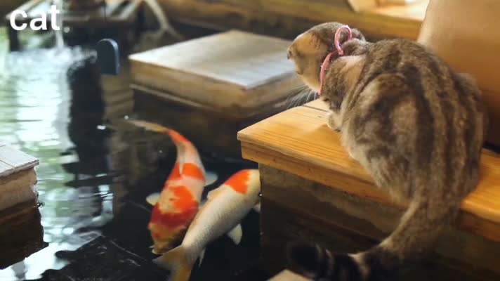 A beautiful cat playing with fish