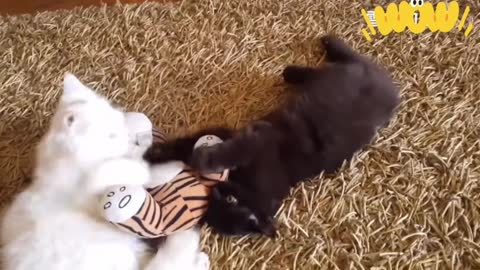 Two kittens are fighting and looking cute