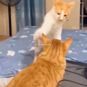 HILARIOUS Animal Fails 😂 | Funniest Short Animal Videos Ever!