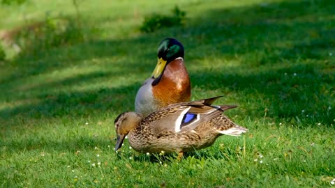 duck playing in the water 2