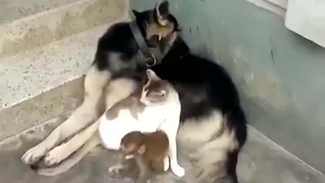 Friendship with enemies