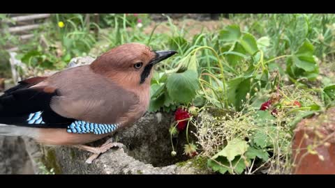 well-trained bird