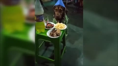 Animales divertidos