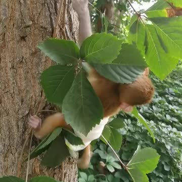 A cute baby monkey is skillfully climbing a tree