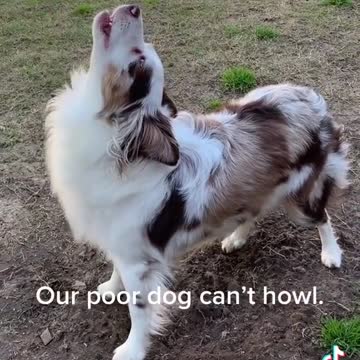 Poor dog can't howl.mp4