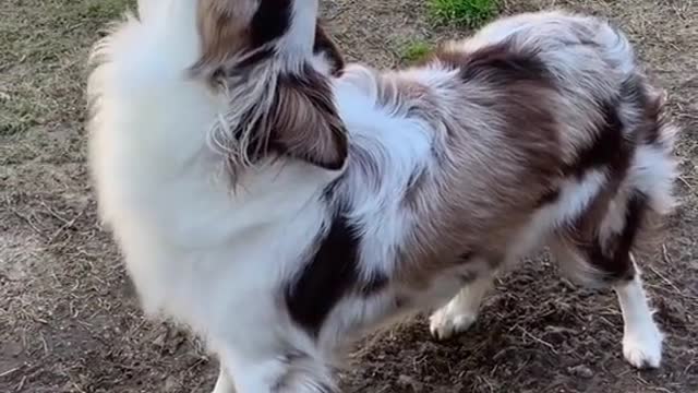 Poor dog can't howl.mp4