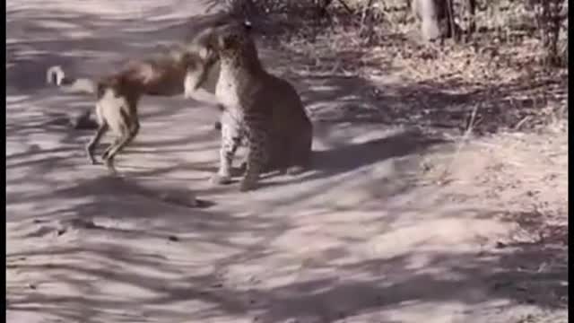 Story of jungle