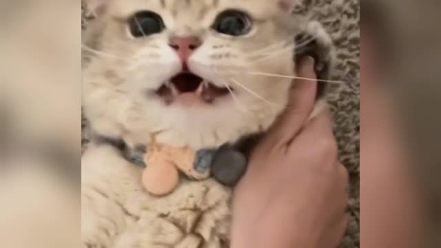 Cats mama funny video wow wow oo