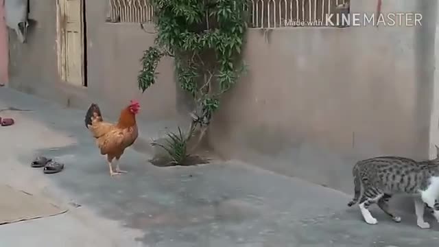 Cats are smart untill chickens show up :)