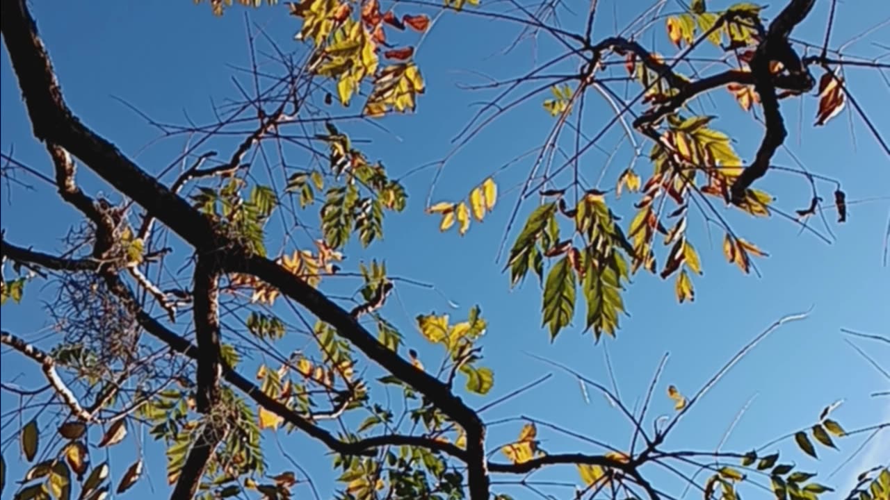 I love the shapes and the sun light on the leaves