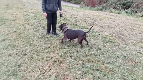 Dog going hyper over cut grass