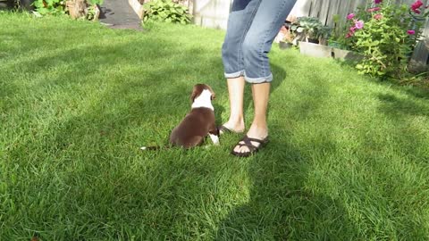 ADVENTURES OF TUBBY - LEASH TRAINING