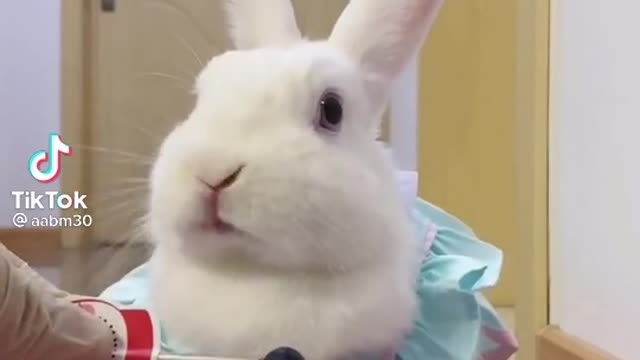 Ribbat eating barry