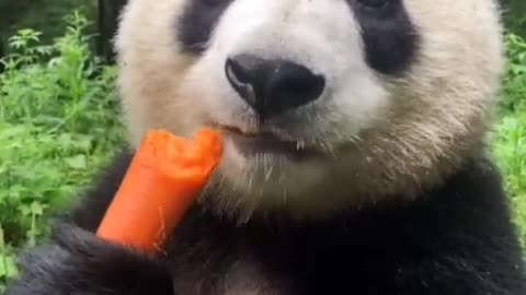 Panda is so cute