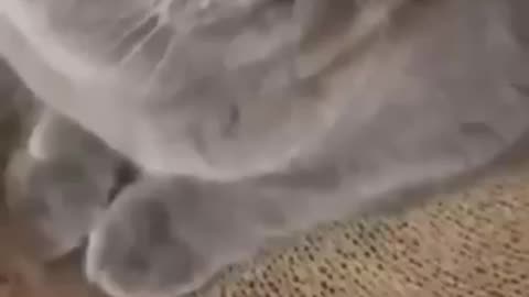 Funny🤔 animals 2023😆😌 - Funniest Cats and Dogs Video🐕🐈270 #shorts