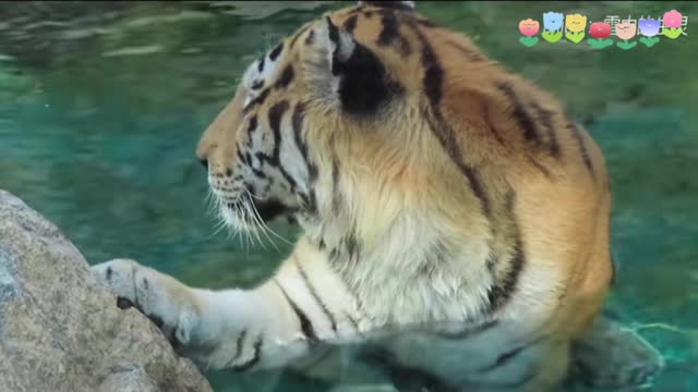 The king of the forest tiger is hunting and fishing in the water