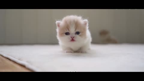 kitten learn to walk