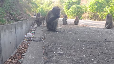 Intelligent Street Monkeys