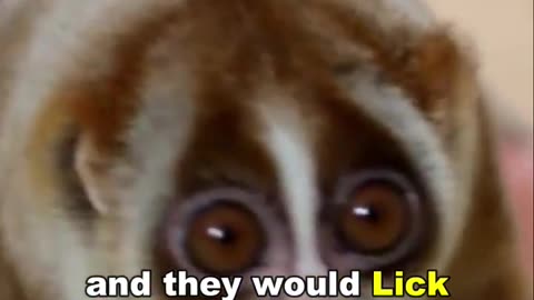 Slow Loris | Cute But Deadly