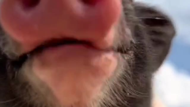 This little pig is cute