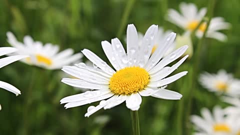 Daisy Flowers