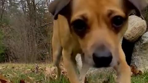 PUPPY SEES THE CAMERA 📸 🐕